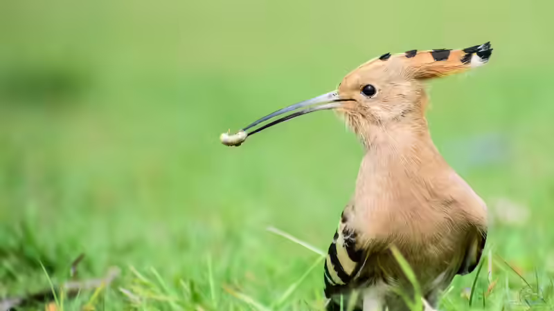 Ein Hauch von Süden: Der Wiedehopf ist zurück