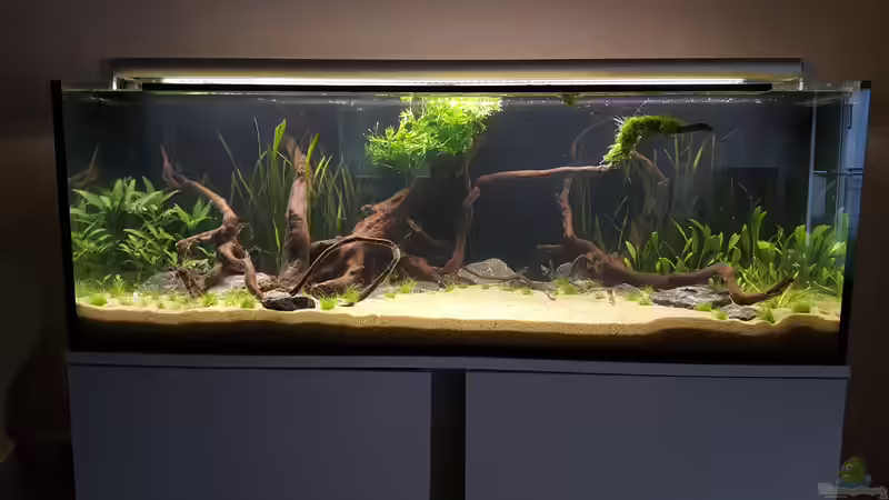 Ein laufendes Aquarium komplett neu gestalten: Schritt für Schritt erklärt