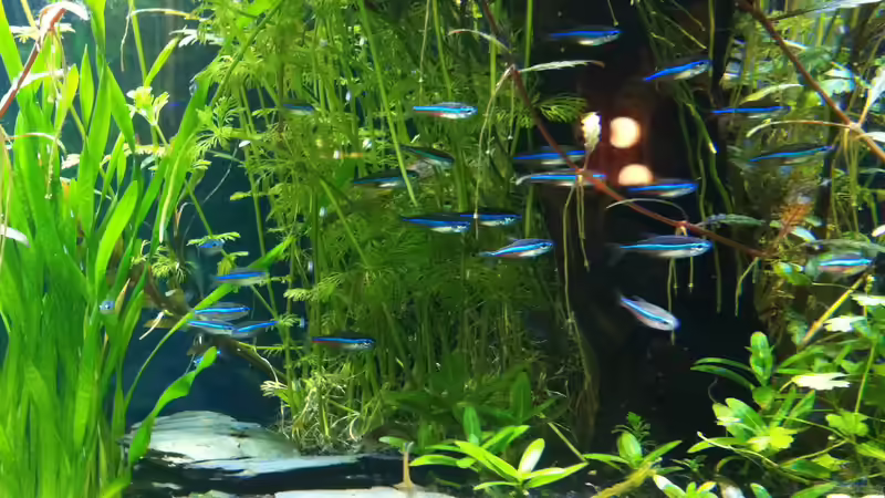 Ein Leitfaden zu den Unterschieden zwischen verschiedenen Neonsalmler-Arten