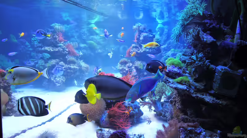 Ein Meerwasseraquarium betreiben: Das Berliner System