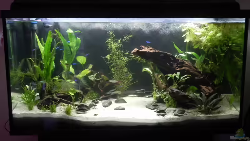 Ein Monat nach dem Bodenwechsel Ein Monat nach dem Bodenwechsel