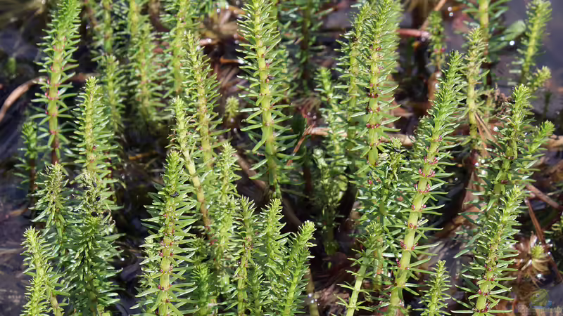 Ein Nadelwald im Gartenteich
