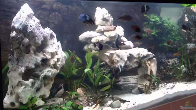 ein neuer Blick in das Becken nach einem Jahr Laufzeit ein neuer Blick in das Becken nach einem Jahr Laufzeit