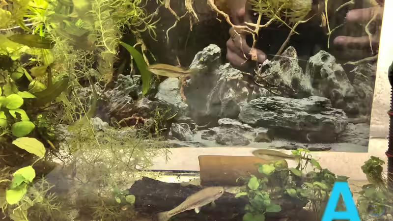 Ein Poster als Aquarien-Rückwand?