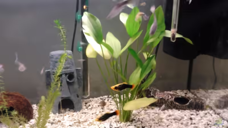 ein recht passables Anfängerbecken ein recht passables Anfängerbecken