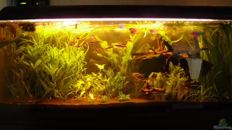 Ein schlechtes Bild, ich arbeite noch an besseren Ein schlechtes Bild, ich arbeite noch an besseren