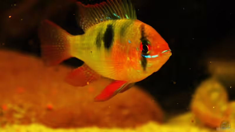 Ein schöner Schmetterling im Aqua !