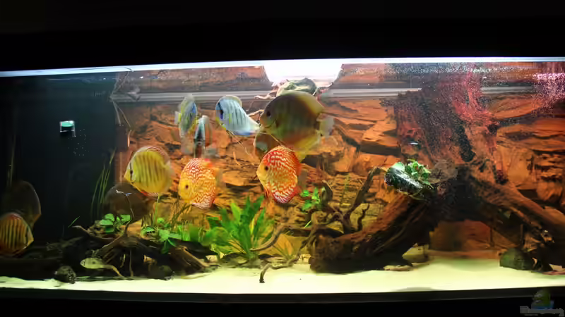 Ein Stück Amazonas Daheim Ein Stück Amazonas Daheim