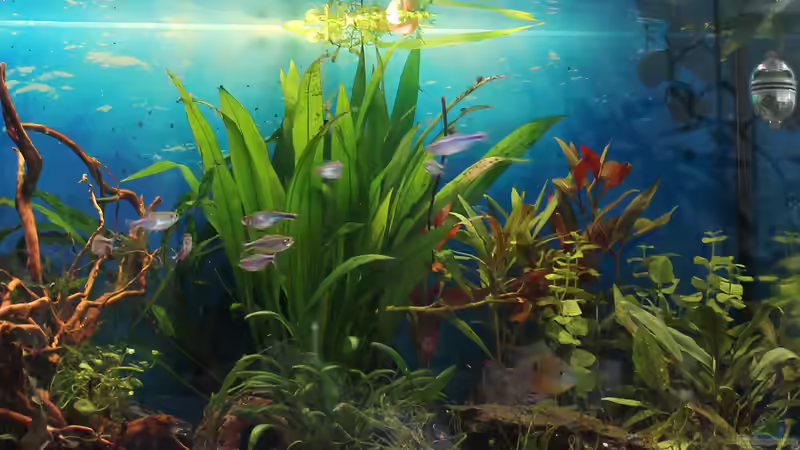 Ein Versuch... Ein Versuch...