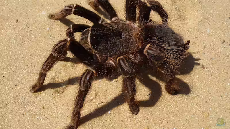 Eine neue Vogelspinne: Was ist beim Kauf zu beachten?