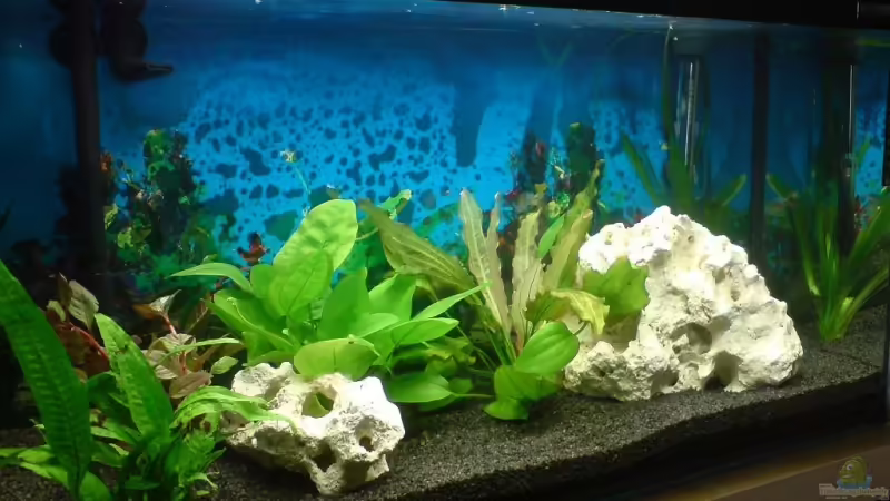 Eine Pracht! ;-) Eine Pracht! ;-)