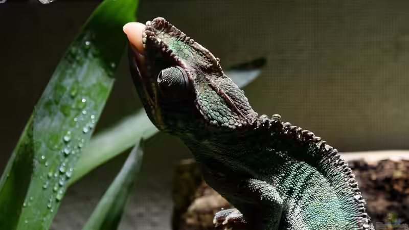 Eine Trinkmöglichkeit passend im Terrarium integriert