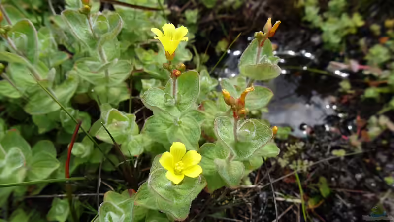 Einen Sumpf im eigenen Garten schaffen