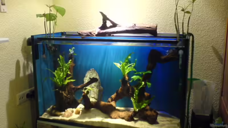 Einfahrphase: seit ca 2Wochen Becken steht im Arbeitszimmer Einfahrphase: seit ca 2Wochen Becken steht im Arbeitszimmer