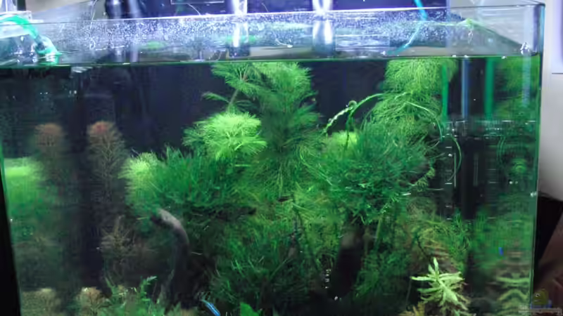 Einige Monate vor Auflösung wegen Umzug Einige Monate vor Auflösung wegen Umzug