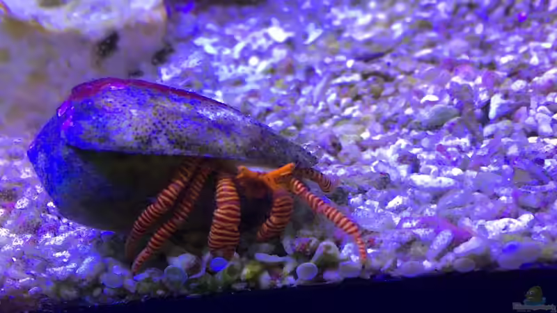 Aquarien mit Phimochirus operculatus (Einsiedlerkrebs)