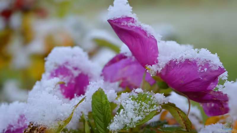 Eisheilige – Was ist am Mythos dran?