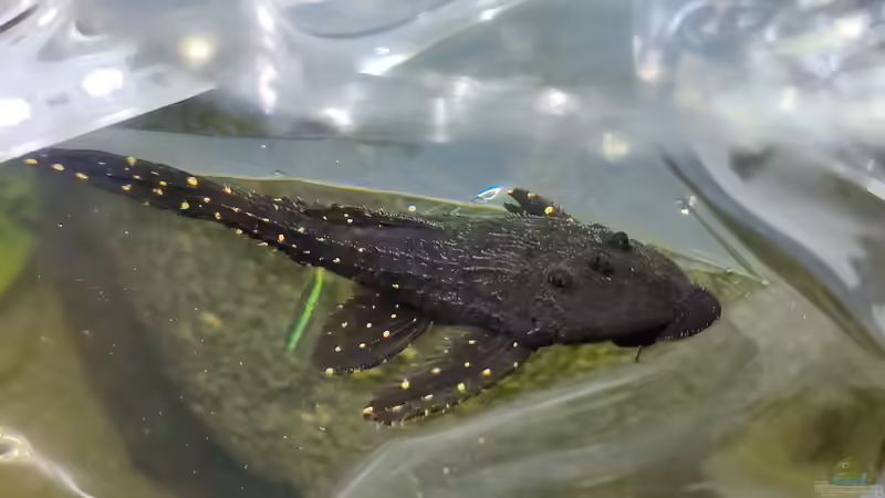 Acanthicus adonis im Aquarium halten (Einrichtungsbeispiele mit Elfenwelsen)