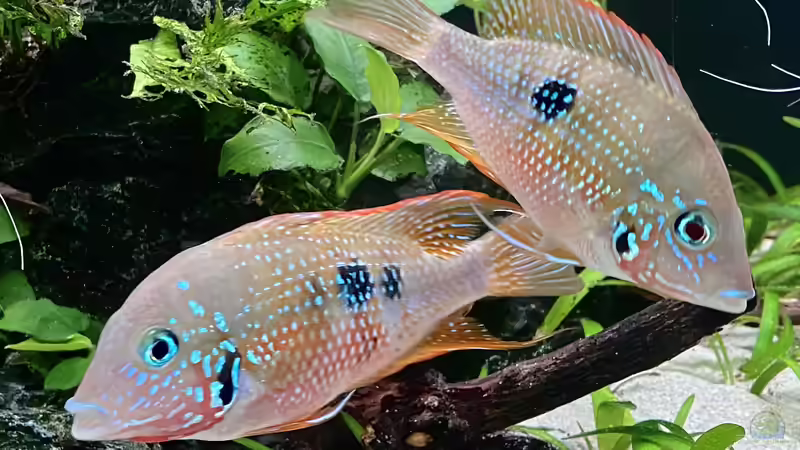 Einrichtungsbeispiele für die Haltung von Thorichthys maculipinnis (Elliots Buntbarsch) im Aquarium