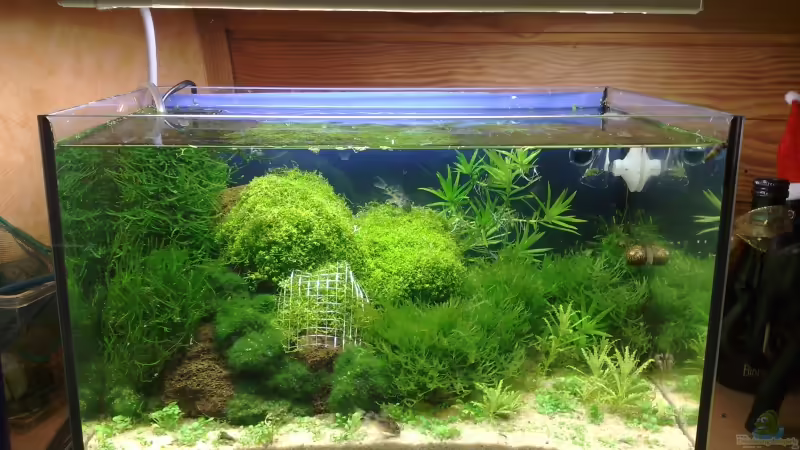 Ende Januar Ende Januar