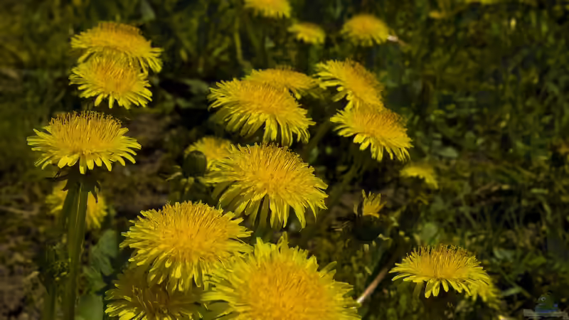 Entgiftende Pflanzen: Ein Neujahrs-Trend für mehr Gesundheit