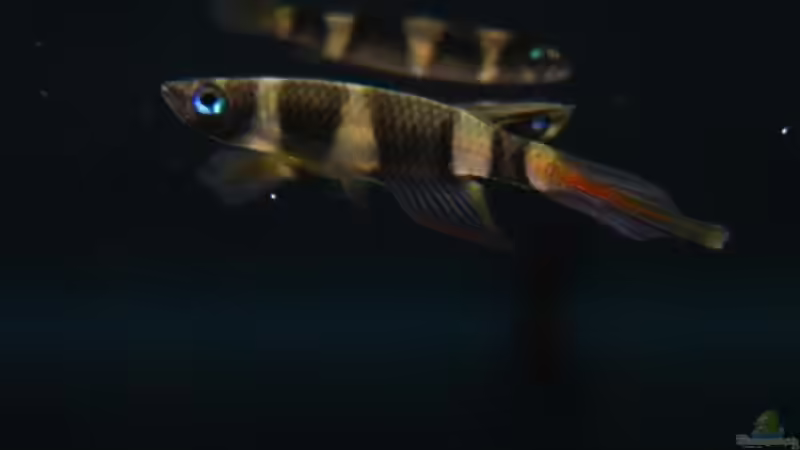 Einrichtungsbeispiele für die Haltung von Epiplatys annulatus (Zwerg-Ringelhechtling) im Aquarium