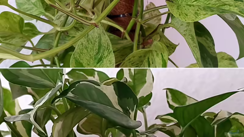 Epipremnum aureum / Goldene Efeutute