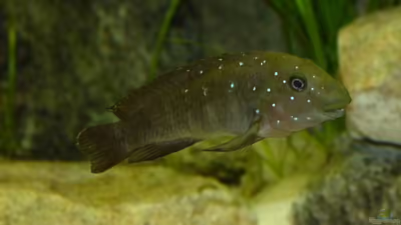 Eretmodus cyanostictus im Aquarium halten (Einrichtungsbeispiele für Gestreifte Grundelbuntbarsche)
