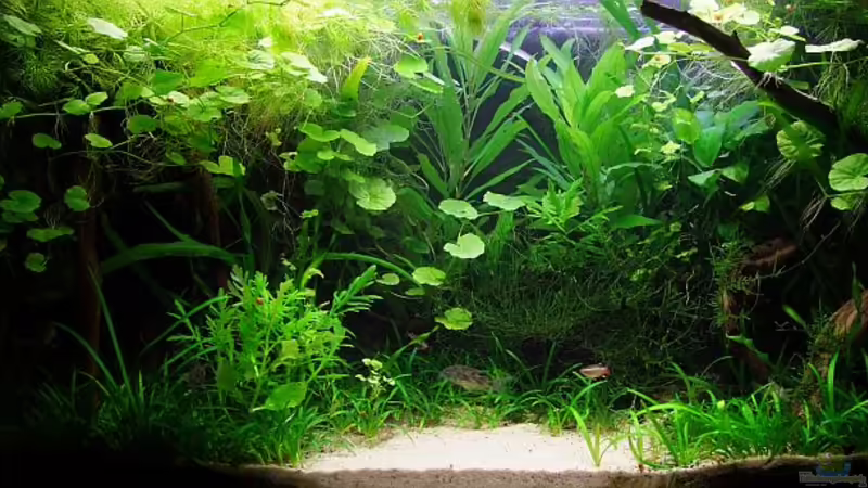 Es grünt so grün... Es grünt so grün...