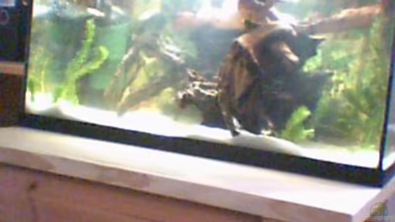 Es werden Bildern in besserer Qualität folgen - hab derzeit nur eine WebCam zum knipsen ... Es werden Bildern in besserer Qualität folgen - hab derzeit nur eine WebCam zum knipsen ...