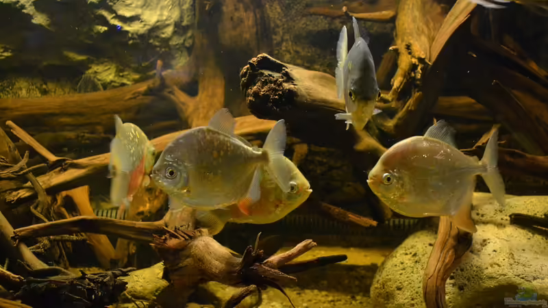 Etwas Neues wagen: Sind Scheibensalmler aus Südamerika etwas für dich?