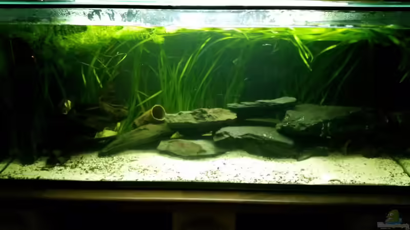 Etwas trüb, da das Becken gestern neu eingerichtet wurde. Etwas trüb, da das Becken gestern neu eingerichtet wurde.