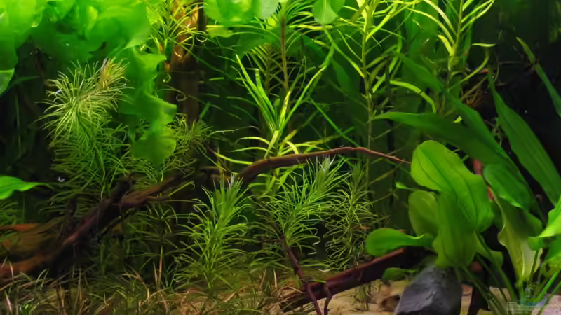 Eichhornia diversifolia im Aquarium pflegen (Einrichtungsbeispiele für Eichhornia diversifolia)