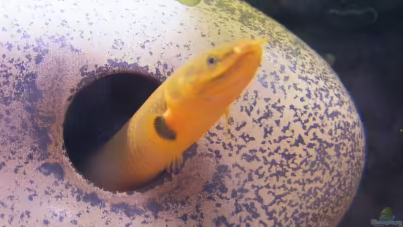 Exclusiv für EB von African-Guru- Der Flösselaal - Erpetoichthys calabricus