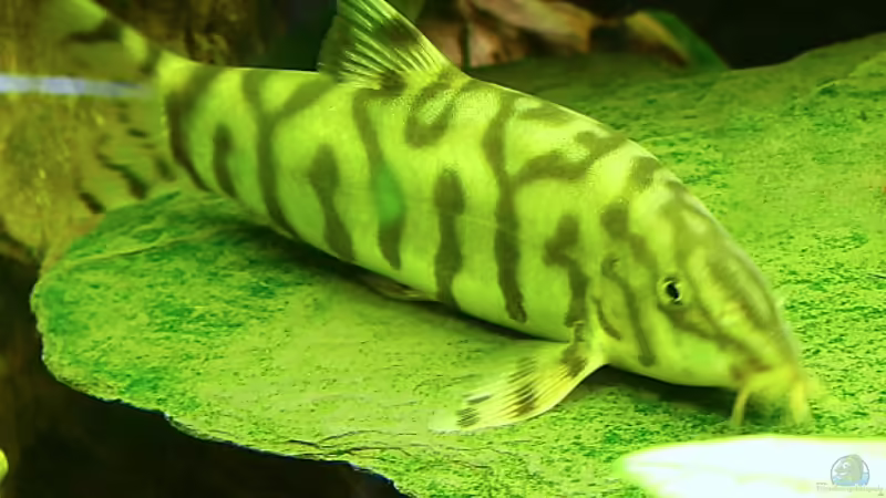 Exclusiv für EB von falks-aquaflyer- Botia sp. aff.lohachata