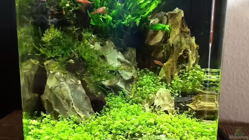 Eyecatcher , 10 Liter Eyecatcher , 10 Liter