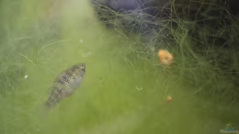 Fadenalgen im Aquarium und Gartenteich: Ursachen, Probleme und Lösungen