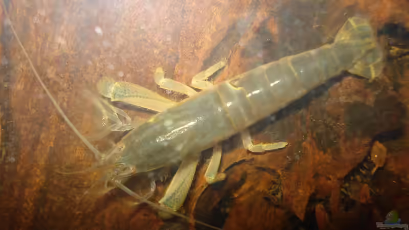 Fächergarnelen: Eine besondere Herausforderung für Aquarianer