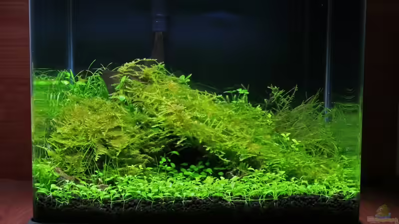 Fairy Cave (Januar 2009) Fairy Cave (Januar 2009)