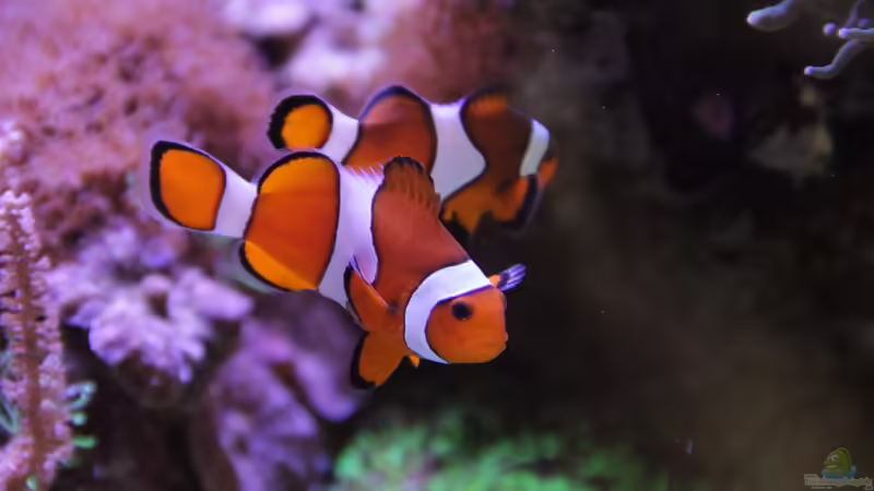 Aquarien mit Amphiprion ocellaris (Falscher Clownfisch)