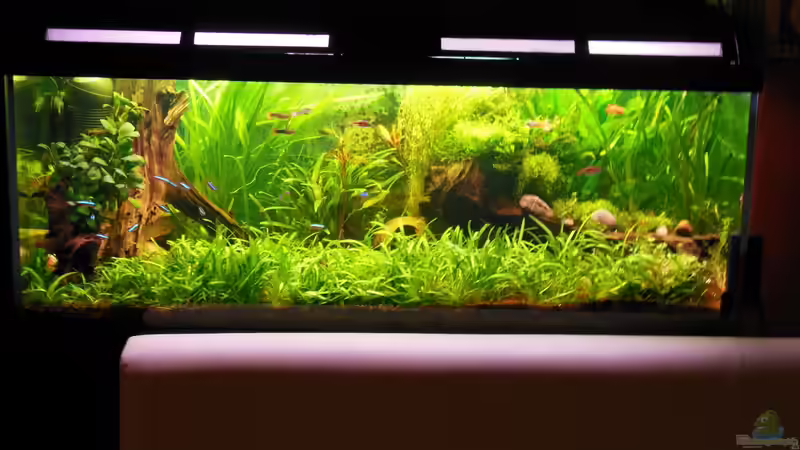 Familienbecken am Esstisch Familienbecken am Esstisch