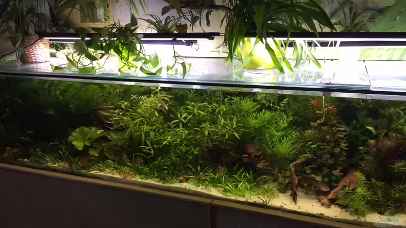 Februar 2018, die Länge ist schwer draufzubekommen Februar 2018, die Länge ist schwer draufzubekommen