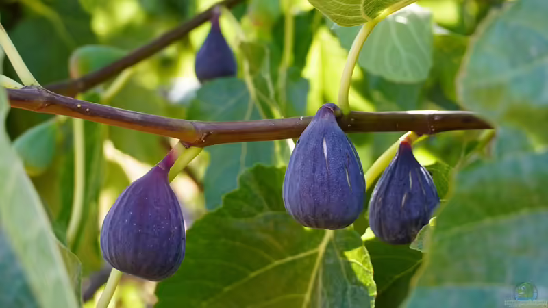 Feigen im Garten selbst anbauen: Welche Arten sind am besten geeignet?
