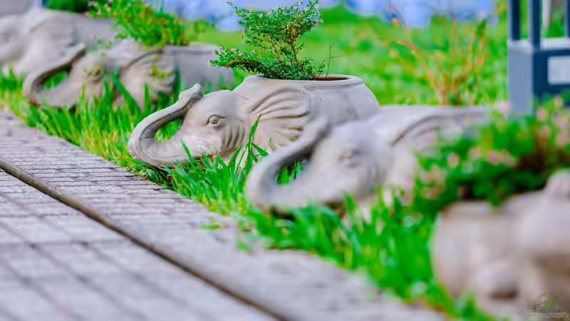 Feng Shui: So gestaltest du deinen Garten nach den Prinzipien der Harmonie und Energie