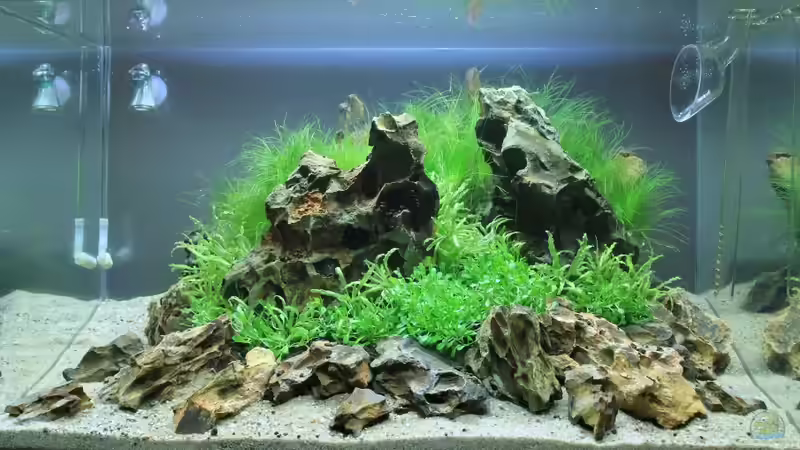 fertig bepflanzt fertig bepflanzt