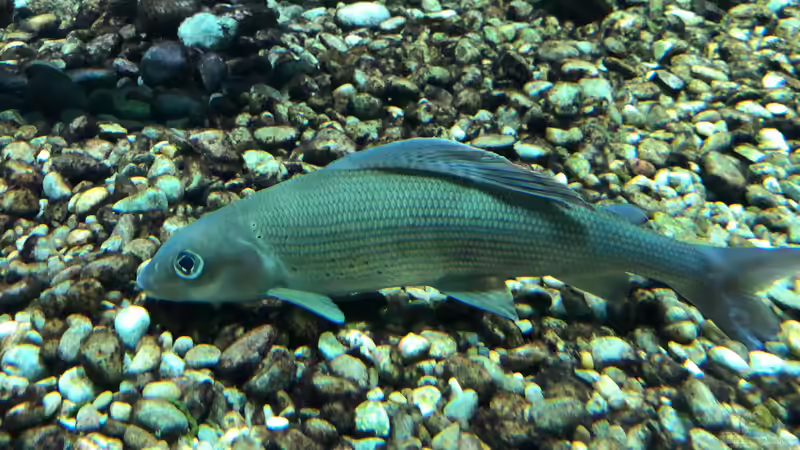 Feuchtgebiete im Alpenzoo Innsbruck Teil 1/2