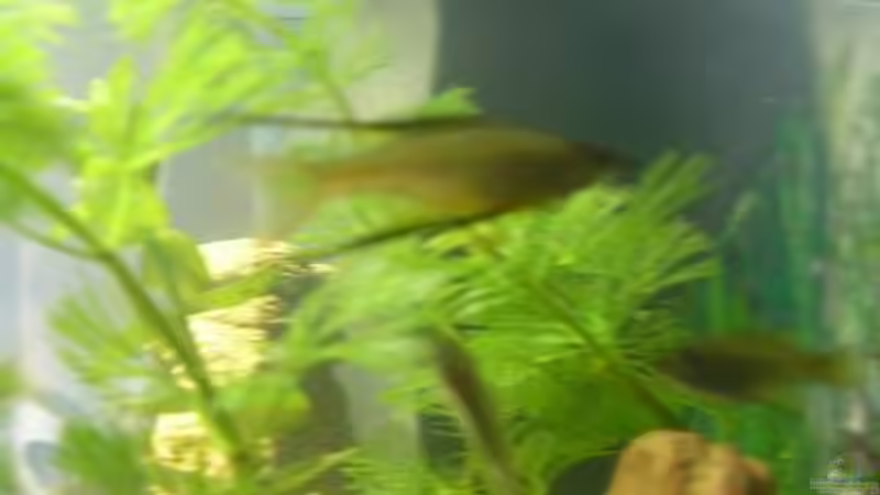 Aquarien mit Iriatherina werneri (Filigran-Regenbogenfisch)