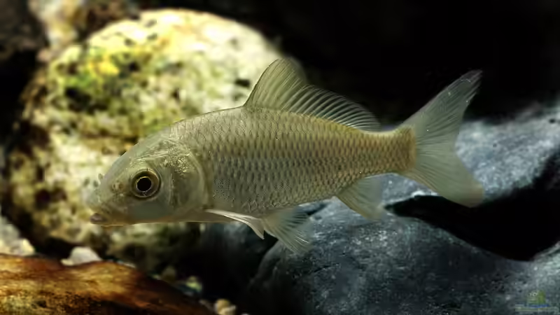 Fische aus der Natur im Aquarium halten - Ist das legal?