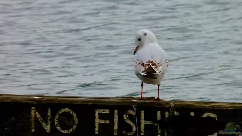 Fische nicht mehr erwünscht - Was tun?