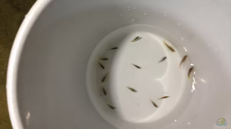 Fischtransport: Ist ein Eimer mit Deckel geeignet?